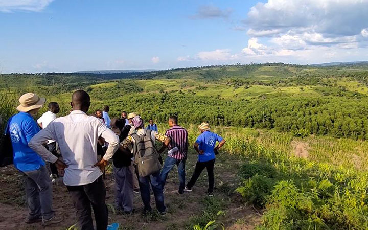 Forêt cultivée par agroforesterie (village de Kimbedi, province de Kwilu)