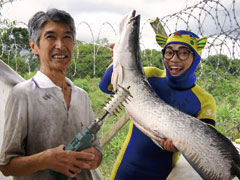 鴻池さんの養殖しているピラルクー。うろこが硬く、下ごしらえも一苦労でした！
