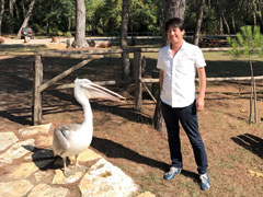国立公園で保護されたハイイロペリカン（アルバニア）。
