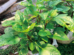 トロロアオイ。トロロアオイはソロモン諸島を代表する野菜だ。おひたしにしたり炒めたり、またはココナツミルク煮など調理法はさまざま。
