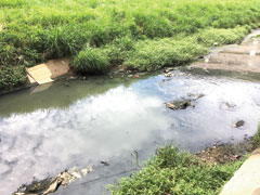調査を行ったホテルの横を流れる川。透明度も低い。