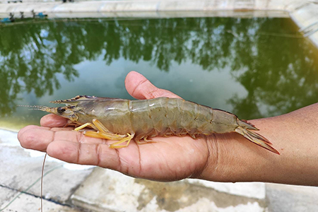 養殖バナナエビ