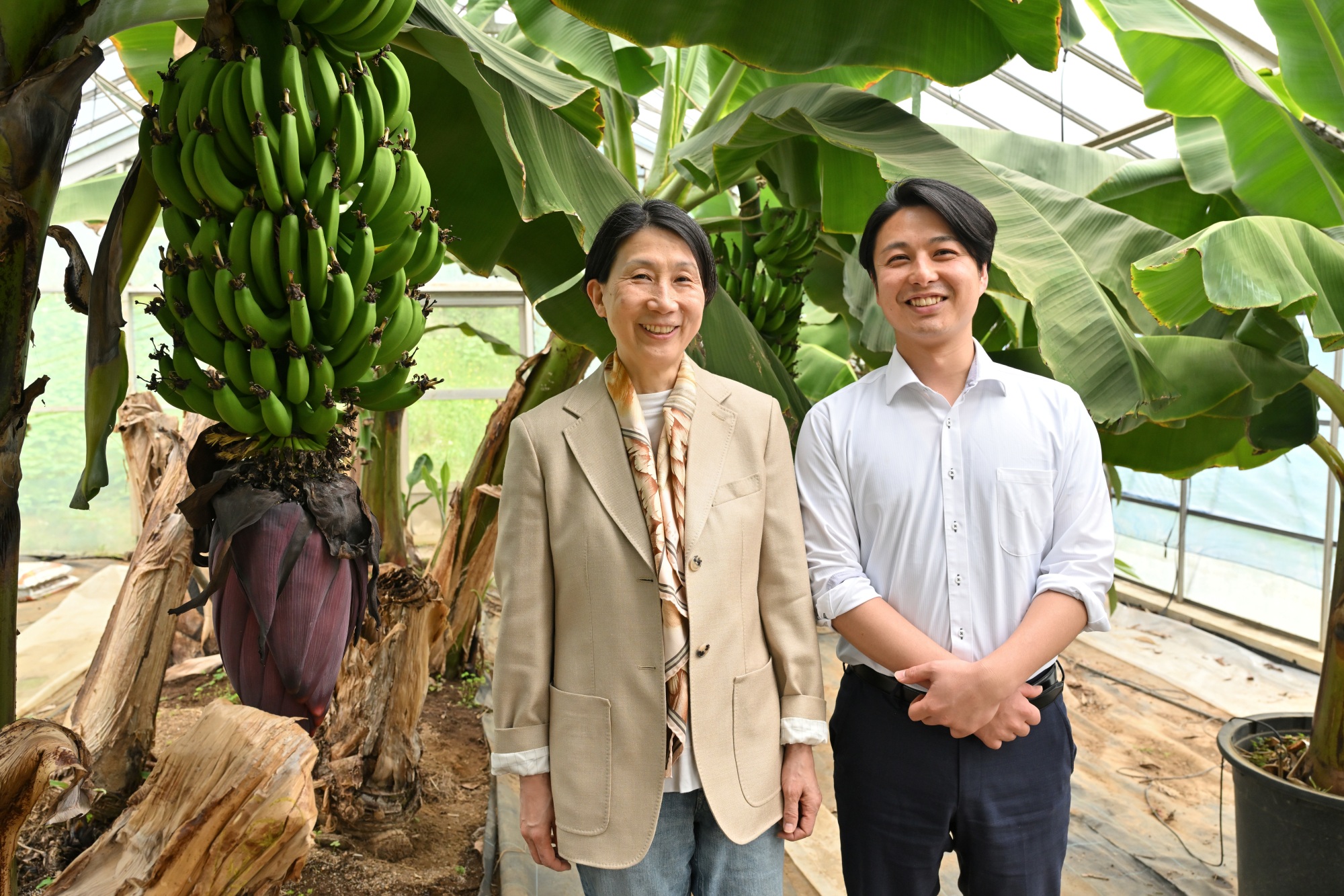 渡辺京子教授（左）と野澤俊介研究員。玉川大学キャンパス内のバナナ試験温室で 