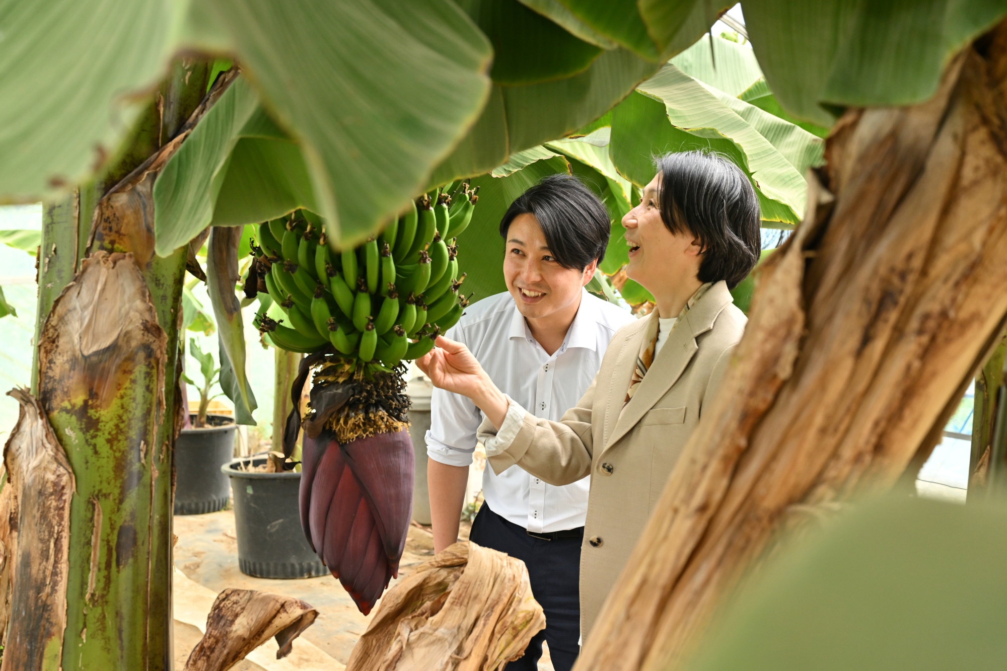 バナナの様子を観察する渡辺教授（右）と野澤さん