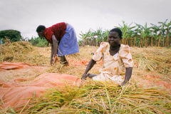 ウガンダで米の収穫をする農民