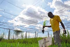 さまざまな種類の稲の生育を調べるタンザニアのセンター