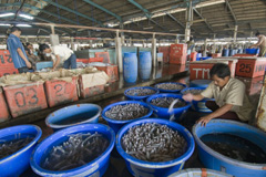 折下氏が整備にかかわったジャカルタ漁港内の魚市場（写真：今村健志朗/JICA）