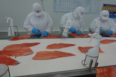a salmon processing factory in Chile