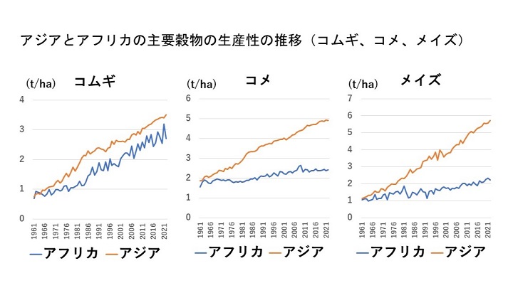 　図２：アフリカとアジアの主要穀物の生産性の推移 　出典：FAO Statを基に筆者作成