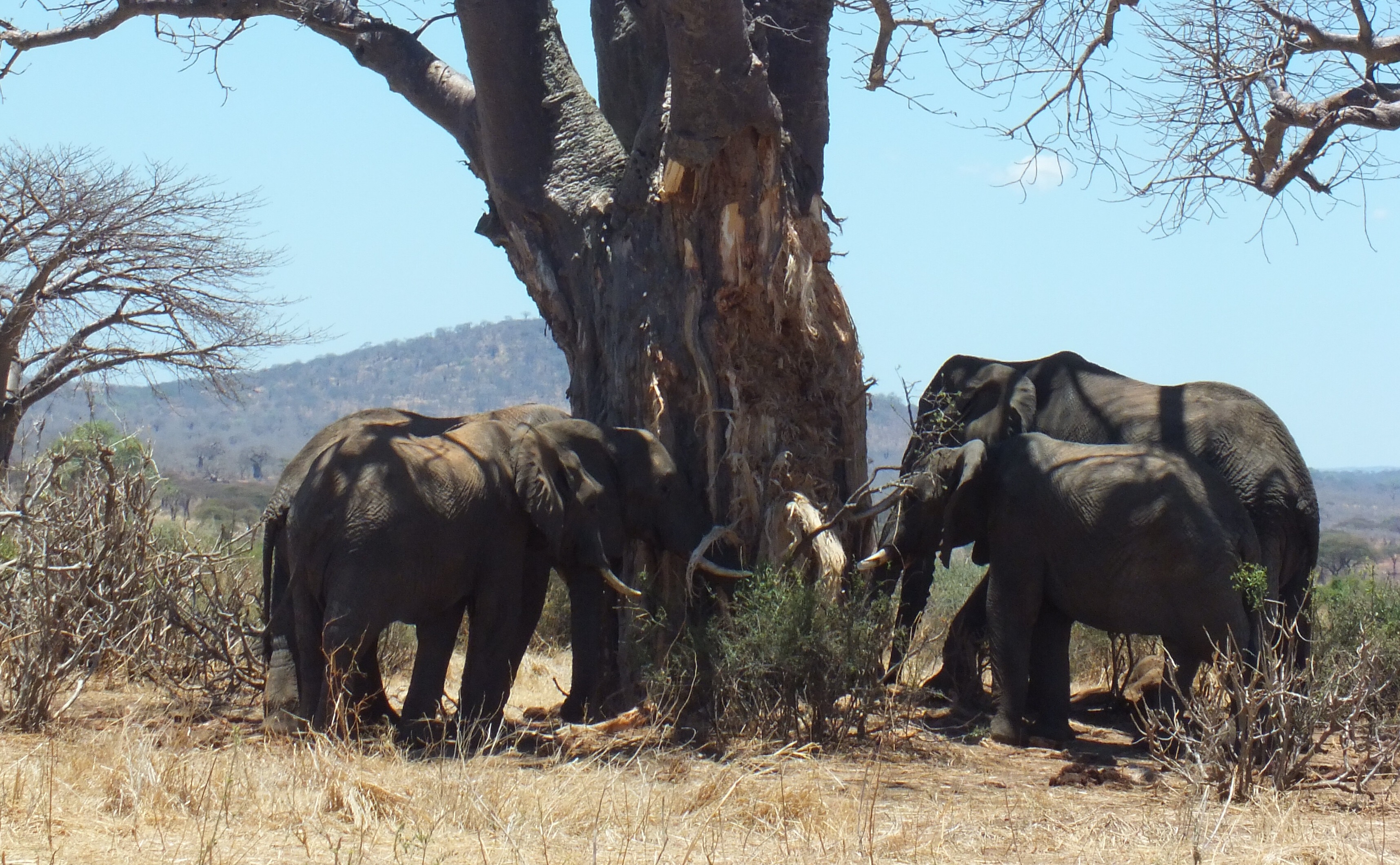 Tanzania