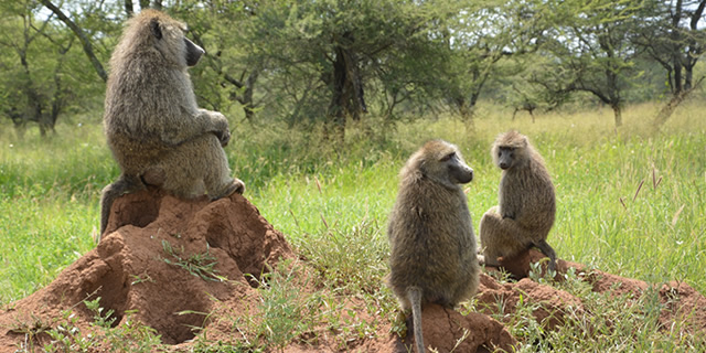 タンザニアで野生動物とサファリステイができちゃう なんとかしなきゃ プロジェクト タンザニアで野生動物とサファリステイができちゃう なんとかしなきゃ プロジェクト