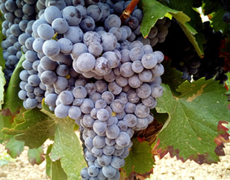 ワイン発祥の地、ジョージアのワインは「クレオパトラの涙」