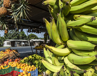 バナナの輸出量、世界一のエクアドルで日本人のバナナ農園がすごい！