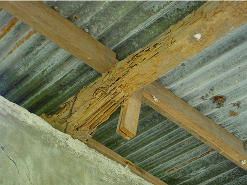 調査対象校4の様子：屋根構造材のシロアリ被害