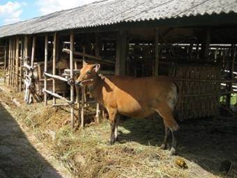 東部インドネシア地域資源に立脚した肉牛開発計画プロジェクト | ODA