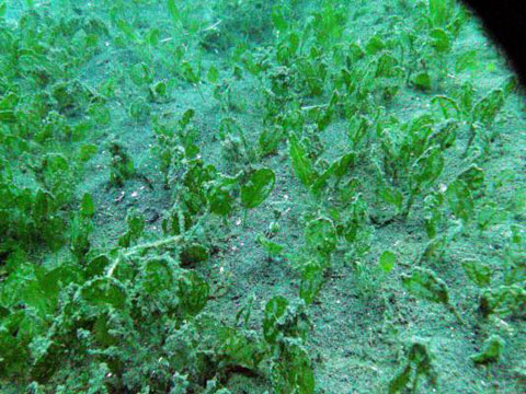改善されたバナテ湾の海草および魚類生息環境（沿岸資源管理サブプロジェクト）
