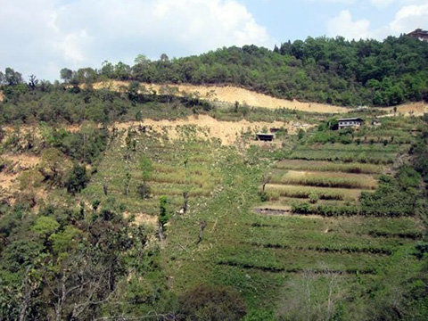 果樹園を植えたことにより土壌流出が防止された斜面（写真右側、モンガル県）