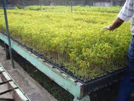 FSFにおける植林用苗木生産（マホガニ）