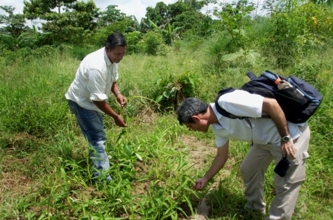 農民プロモーターとして新しい作物の栽培に取り組むヘススさん（左）に、高橋専門家がアドバイスをする。（Sumbila、Puerto Cabezas、RAAN 2010年9月10日）