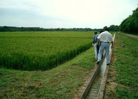 稲種子用モミ栽培圃：国際熱帯農業研究センター（以下、CIAT：於コロンビア）サアベドラ試験場