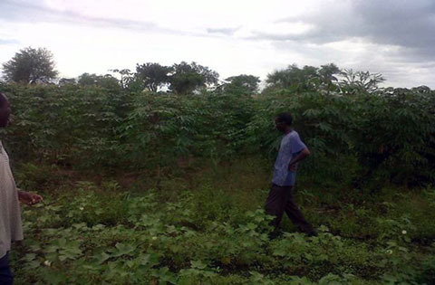 マンブエでのキャッサバの種苗生産の様子。農家レベルでの継続的な種子増殖を行う。