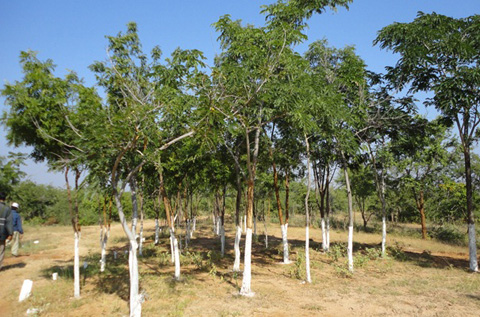 プロジェクトで植林された保護林