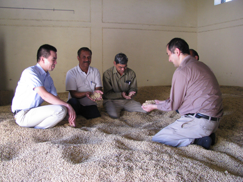 収穫された大豆（2011年11月）