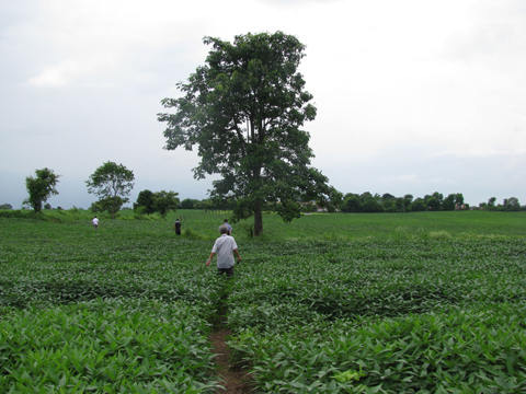 Jabalpur近郊の大豆畑（2011年8月）