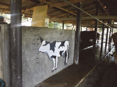 清潔に保たれた牛舎。壁に記したメジャーを使い、牛の背丈を定期的に測っている（中央州マータレー県）。