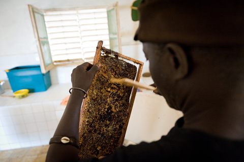 2011年優良製品（マングローブ蜂蜜）：マングローブ林に設置された養蜂箱から採取する貴重な蜂蜜を生産しています。近隣のマングローブ蜂蜜生産者と提携し、販路拡大を図ります。