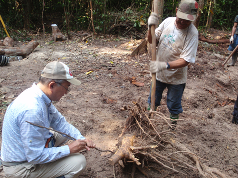 調査では地中の根もすべて掘り起こす。2メートルの根を掘るのに2日間かかったこともある。