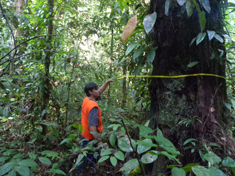 ほとんど調査が行われていない中央アマゾンの森の約1000カ所で、木の直径の測定や花などを採取する調査を行い、植生などのデータを収集している。