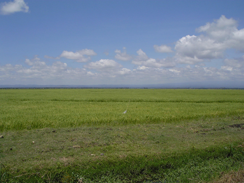 過去の円借款（ムエア灌漑事業）により整備された耕作地。