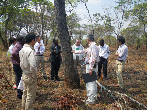 林業プロジェクトチームおよび森林局との合同現場視察。マラウイの流域管理には欠かせない水源林に関する現場調査。保護林現場にて、森林局の方と森林伐採の現状と課題点について議論。