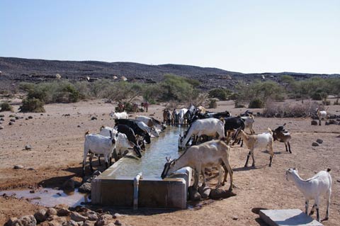 この協力で整備された水飲み場での家畜利用状況（Mindil）