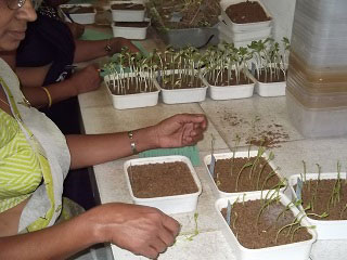 スリランカの種子検査所では、野菜やイネなど、さまざまな種子の品質を検査しています。もっとも重要な検査の一つが発芽率検査です。