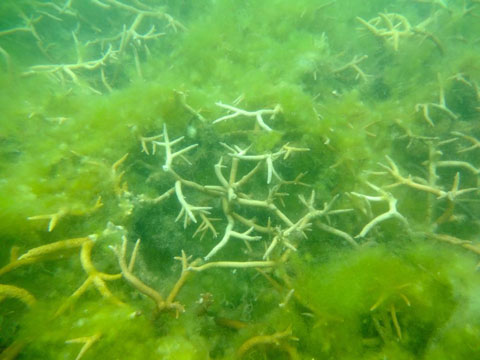 白化したサンゴ礁が海藻に囲まれている状況。サンゴ礁は海浜の砂の供給源となっているが、海水温の上昇による白化や富栄養化による影響を受けて死滅しておりその対策が求められている。