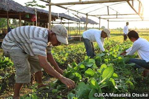 無農薬でトマトなどの野菜栽培に取り組む農民たち（写真提供：大塚 雅貴）