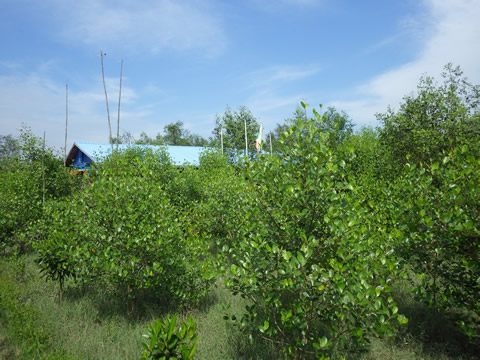 植林サイト、ベースキャンプ植栽後状況FC38