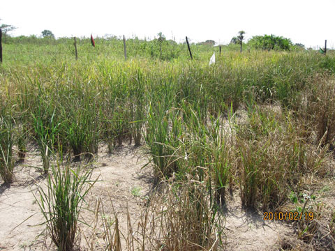 干ばつにより土壌乾燥ストレスを受けた陸稲ネリカ（ブシア県）