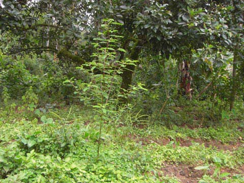 ベレテ・ゲラ森林優先地域内に自生する森林コーヒーの若木。
