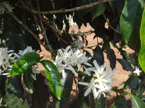 開花した森林コーヒーの花（開花時期は年に2〜3回、開花期間は約1週間）