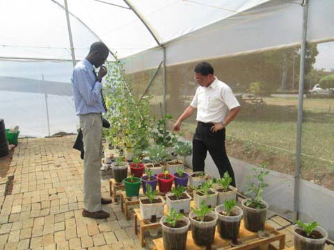 農学系活動の一環としてキャンパス内にビニールハウスを設置し、ケニアの環境に適応する品種の開発や栽培システムなどの研究活動を実施。