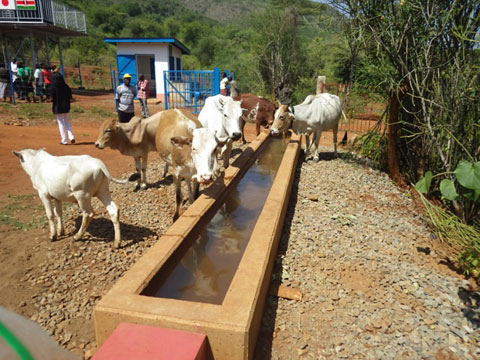 この協力で整備された家畜用水飲みトラフ使用状況（中央バリンゴ県）