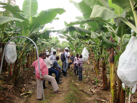 バナナ商業生産現場見学（肥培管理から収穫出荷まで）