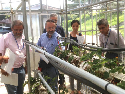 本邦視察（大阪）：地方独立行政法人大阪府立環境農林水産総合研究所において、新しいイチゴ栽培技術を学ぶCIBNOR研究者。