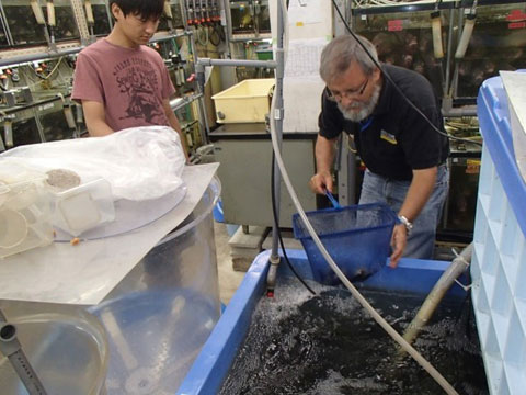 本邦視察（東京）：東京海洋大学において、養殖技術を学ぶCIBNOR研究者。