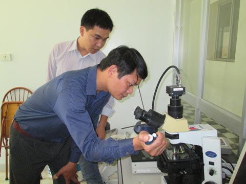 解凍した凍結精液の融解後の運動性をを確認するベトナム側研究員（国立畜産研究所）。