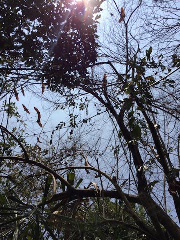 ジャングル内のオオコウモリ：西ジャワ州ガルット県南部の熱帯雨林に巣をつくるオオコウモリ。昼間は眠っている彼らだが、突然の調査に驚いて、あっという間に飛び去ってしまった。