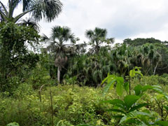 Aguaje林